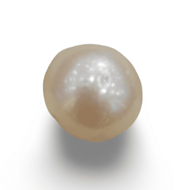 Natural South Sea Pearl – A Symbol of Elegance & Purity Summary No IGCDKBAJ42599